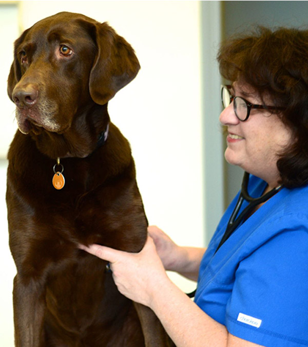 A chocolate Labrador with a Kitsilano Animal Clinic team member